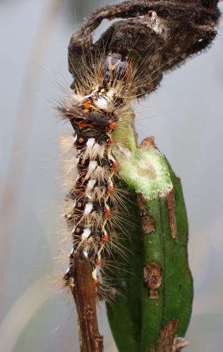 Réf. 326 746 : Acronicta rumicis